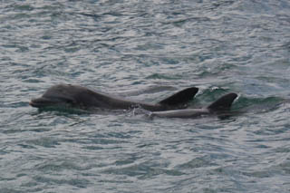 Porpoises and dolphins