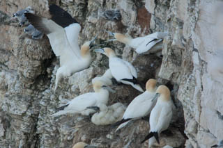 Cormorants and gannets