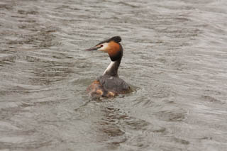 Divers and grebes
