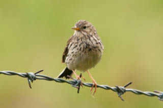 Larks, swallows and pipits